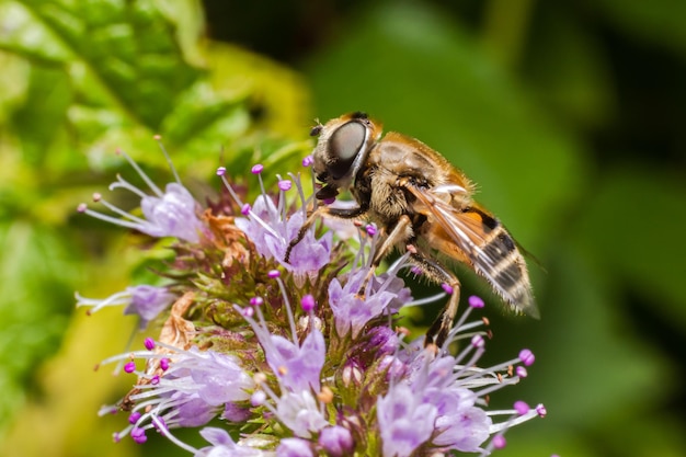 Miel de abeja cubierta con néctar de bebida de polen amarillo flor polinizadora sp floral natural inspirador