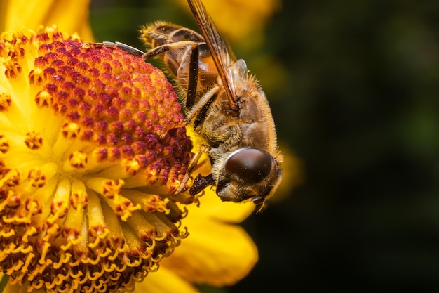 Miel de abeja cubierta con néctar de bebida de polen amarillo flor polinizadora sp floral natural inspirador