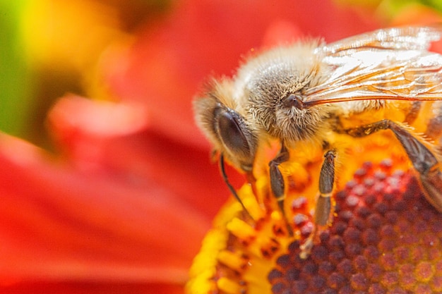 Miel de abeja cubierta con néctar de bebida de polen amarillo polinizando flor de naranja fl natural inspirador