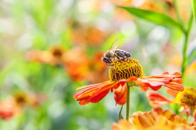 Miel de abeja cubierta con néctar de bebida de polen amarillo