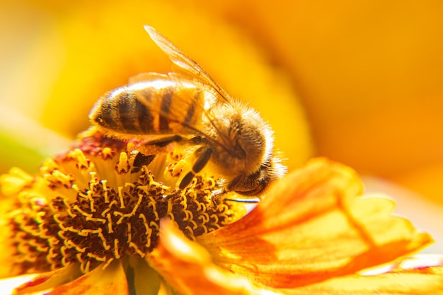 Miel de abeja cubierta con polen amarillo bebida néctar flor polinizadora...