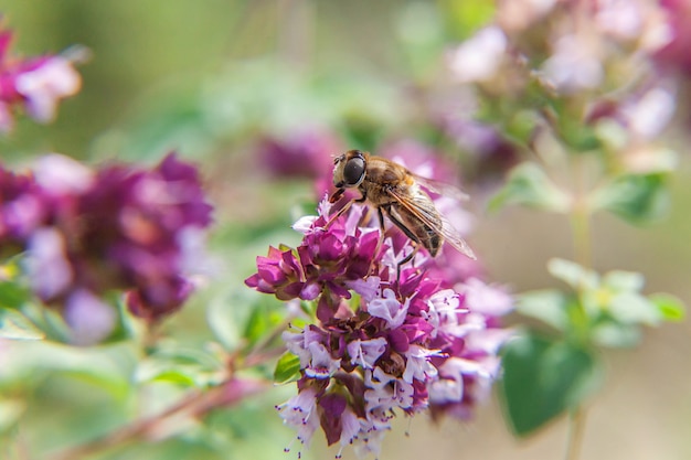 Miel de abeja cubierto de polen amarillo bebida néctar, polinizando flor rosa. Inspirador jardín floral natural de primavera o verano en flor. La vida de los insectos. Macro de cerca.