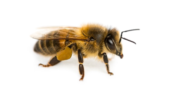 Foto miel de abeja delante de un fondo blanco.