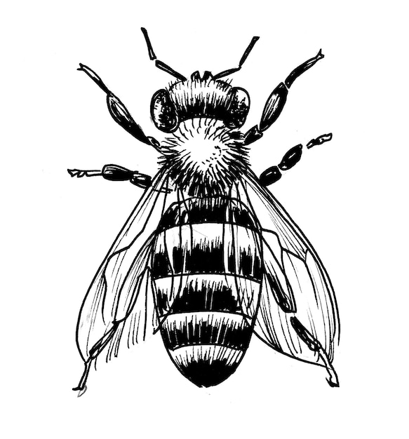 Miel de abeja. Dibujo a tinta en blanco y negro