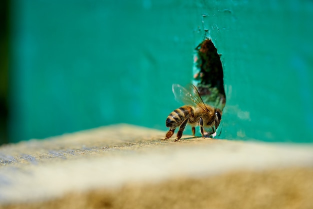 Miel de abeja en la entrada de una colmena de madera.