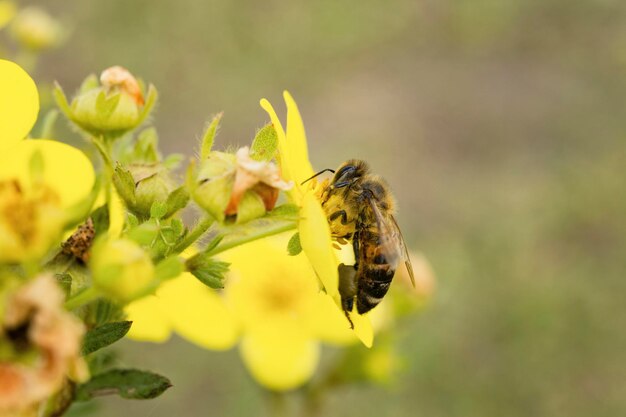 Miel de abeja en una flor amarilla