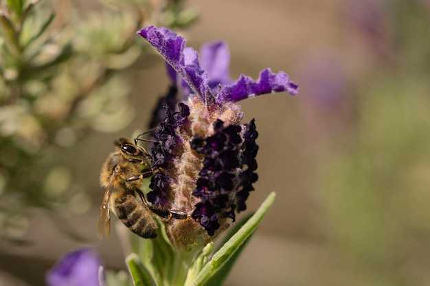 Miel de abeja en la flor Apis mellifera Málaga España