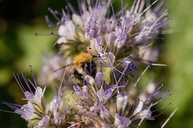 Miel de abeja en una flor lila