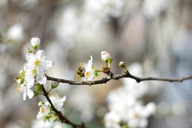 Miel de abeja en una flor en primer plano