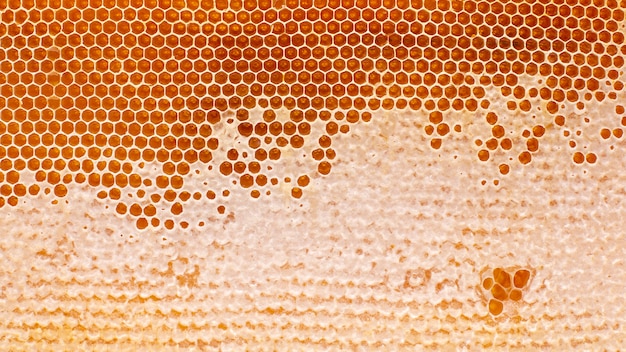 Miel de abeja fresca en un panal en la luz de cerca