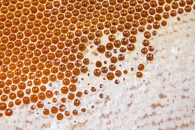 Miel de abeja fresca en panales. textura de fondo de alimentos naturales