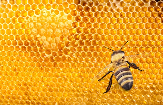 Miel de abeja en panales, vista cercana