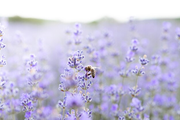 Miel de abeja polinizando flores de lavanda Decaimiento de plantas con insectos Fondo de verano de flores de lavanda