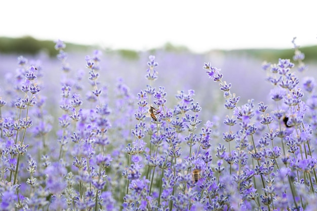 Miel de abeja polinizando flores de lavanda Decaimiento de plantas con insectos Fondo de verano de flores de lavanda