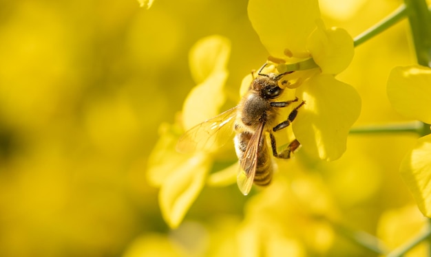 Miel de abeja recoge néctar en una flor de colza