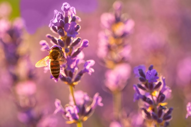 Miel de abeja recoge néctar en una flor de lavanda