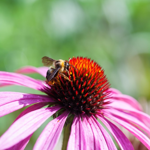 Miel de abeja recoge néctar de flores