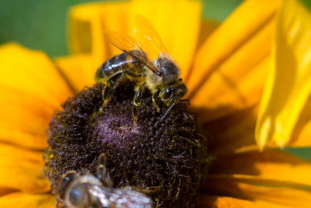 Miel de abeja recoge el polen de una flor