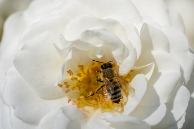 Miel de abeja recoge polen de rosa