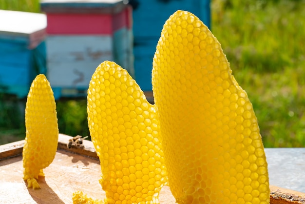 Miel de abeja recogida en el hermoso panal amarillo