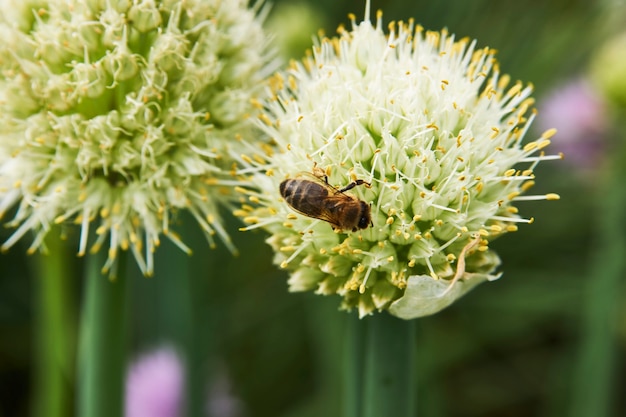 Miel de abeja recogiendo polen de flor, close-up