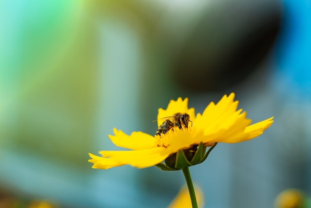 Miel de abeja recogiendo polen de una flor de color amarillo brillante