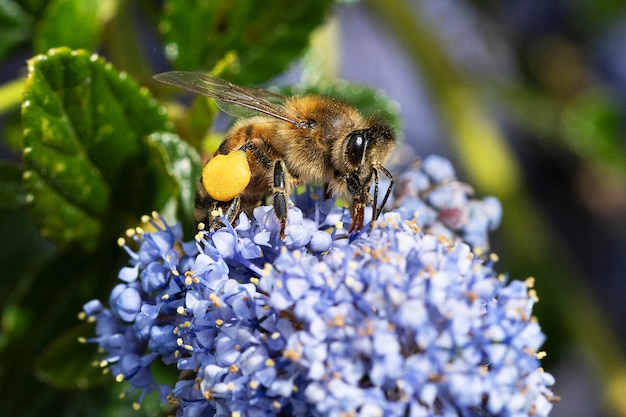 Miel de abeja recogiendo polen de una flor en el jardín