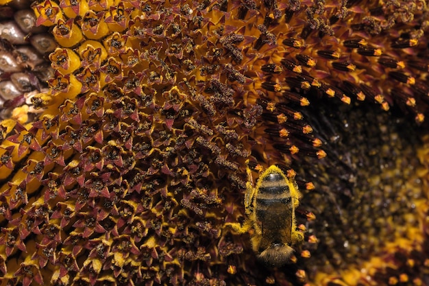 Miel de abeja recolecta néctar