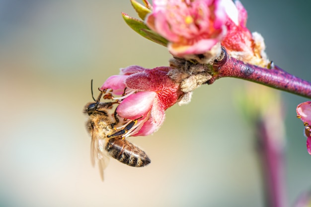 Miel de abeja recolectando polen de un árbol de durazno en flor.