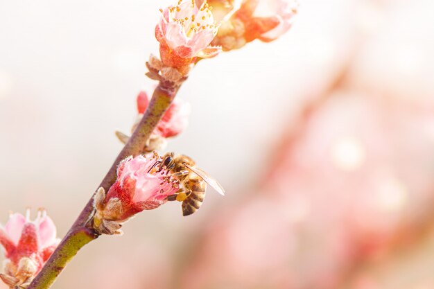 Miel de abeja recolectando polen de un árbol de durazno en flor.