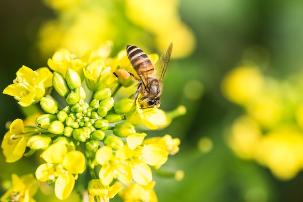 Miel de abeja recolectando polen en flor de canola