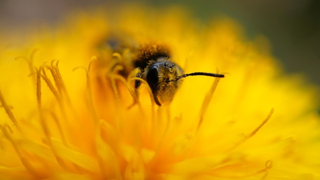 Miel de abeja recolectando polen en una flor de diente de león Flor amarilla Insecto en el trabajo