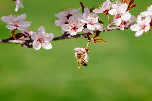 Miel de abeja recolectando polen de las flores florecen en primavera Abeja y flor de almendra rosa Cerrar