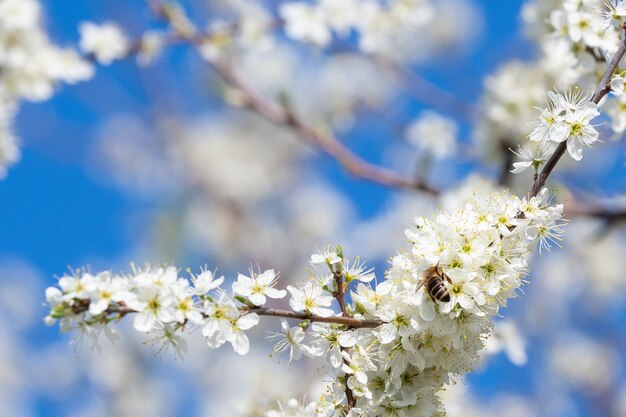 Miel de abeja recolectando polen de flores Primavera naturaleza Abeja recolecta néctar de las flores blancas