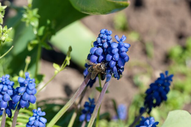 Miel de abeja recolectando polen de unas pequeñas flores azules