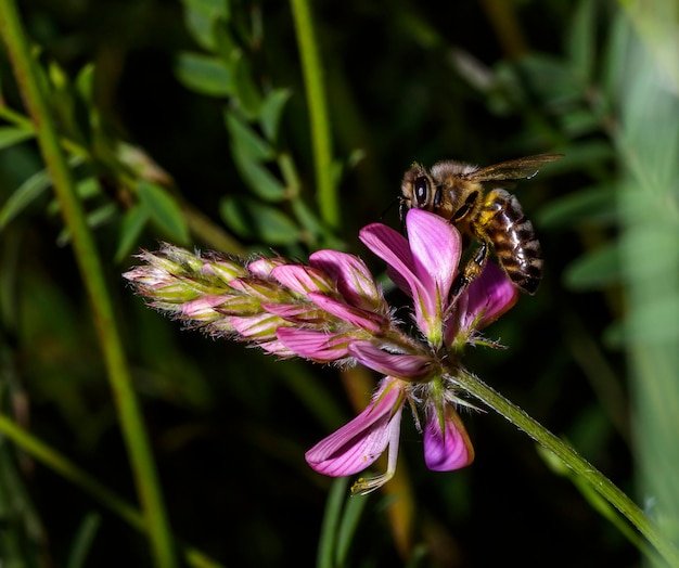 Miel de abeja sentada sobre una flor en busca de polen