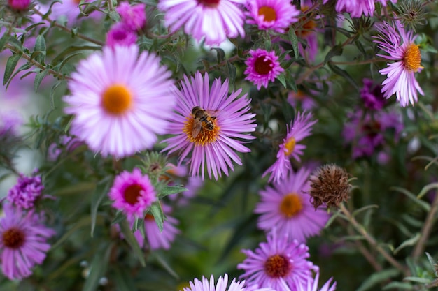 Miel de abeja sentada sobre una flor morada en el jardín