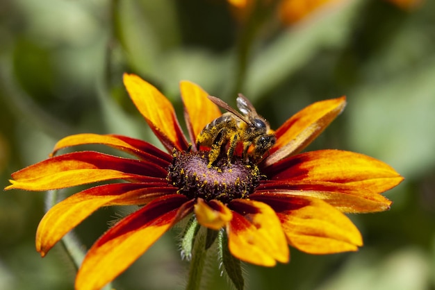 miel de abeja sobre una flor bicolor Agricultura respetuosa orgánica y sin pesticidas Salvemos a las abejas