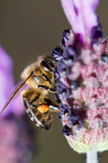 Miel de abeja