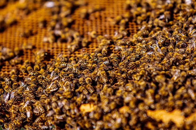 Miel de abejas en marcos de panal de una colmena de abejas Apicultura