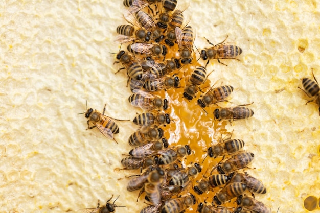 Miel de abejas en panal en el trabajo en colmena