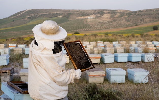 Foto miel y abejas en panales postre delicioso y útil