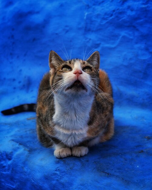 Mientras intentaba atrapar a su presa tomé la foto más hermosa de ella en la ciudad de Chefchaouen Marruecos la perla azul