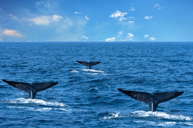 Mientras tres colas en el agua del océano, Sri Lanka