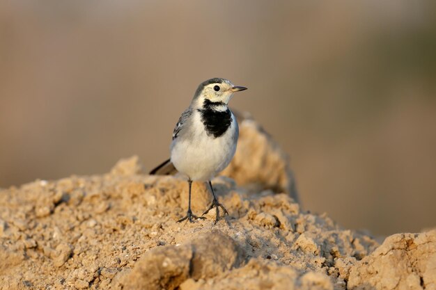 Foto migração de cauda branca motacilla alba em plumagem de inverno capturada de perto no chão em busca de comida