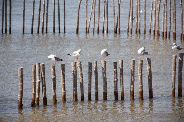 Foto migração de movimento sazonal regular de aves gaivotas no bangpu recreation center na baía de bangkok para visitantes tailandeses e viajantes estrangeiros na cidade de samutprakarn em samut prakan tailândia