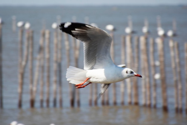 Migração de movimento sazonal regular de aves gaivotas no Bangpu Recreation Center na baía de bangkok para visitantes tailandeses e viajantes estrangeiros na cidade de Samutprakarn em Samut Prakan Tailândia