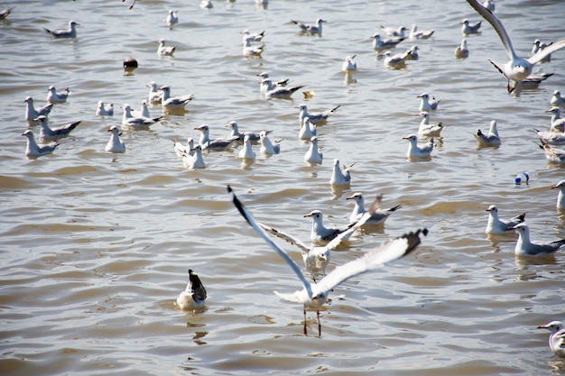 Migración estacional regular de aves gaviotas en el Centro Recreativo Bangpu en la bahía de bangkok para tailandeses y viajeros extranjeros visitan la ciudad de Samutprakarn en Samut Prakan Tailandia