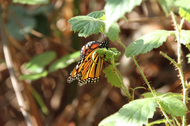 Migración de mariposas