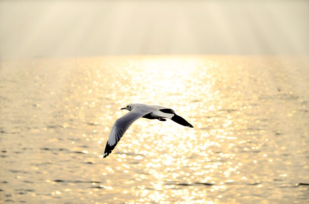 Migrar gaivota no pôr do sol.